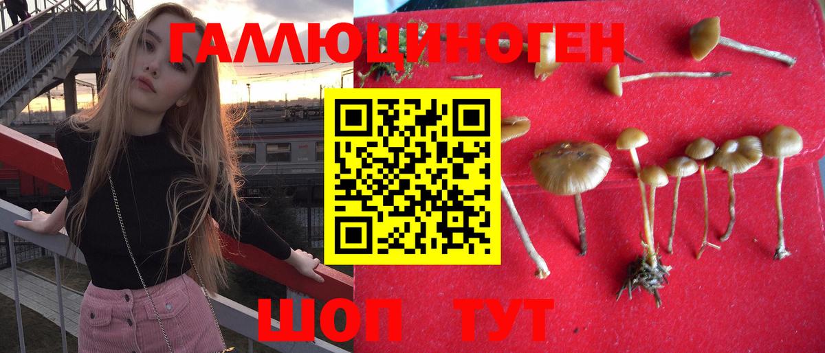 Псилоцибиновые грибы Psilocybine cubensis Тобольск